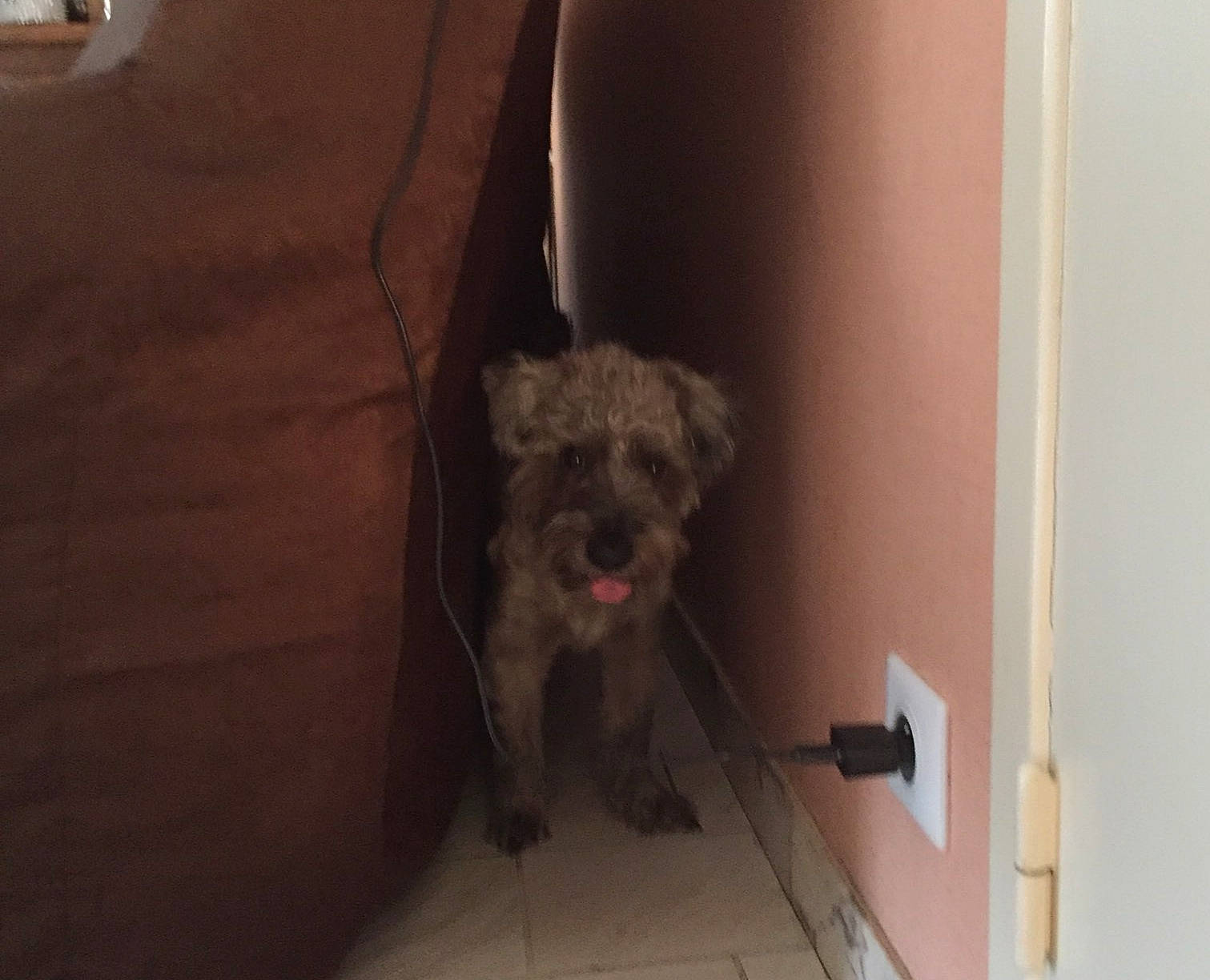 Bounty participe au concours pour gagner de l'argent avec cette photo : bolonka, cairn_terrier, canidae, carnivore, dog, dog_breed, floor, irish_soft_coated_wheaten_terrier, lagotto_romagnolo, mammal, miniature_schnauzer, morkie, non_sporting_group, poodle_crossbreed, schnauzer, schnoodle, snout, sporting_group, terrier, toy_dog