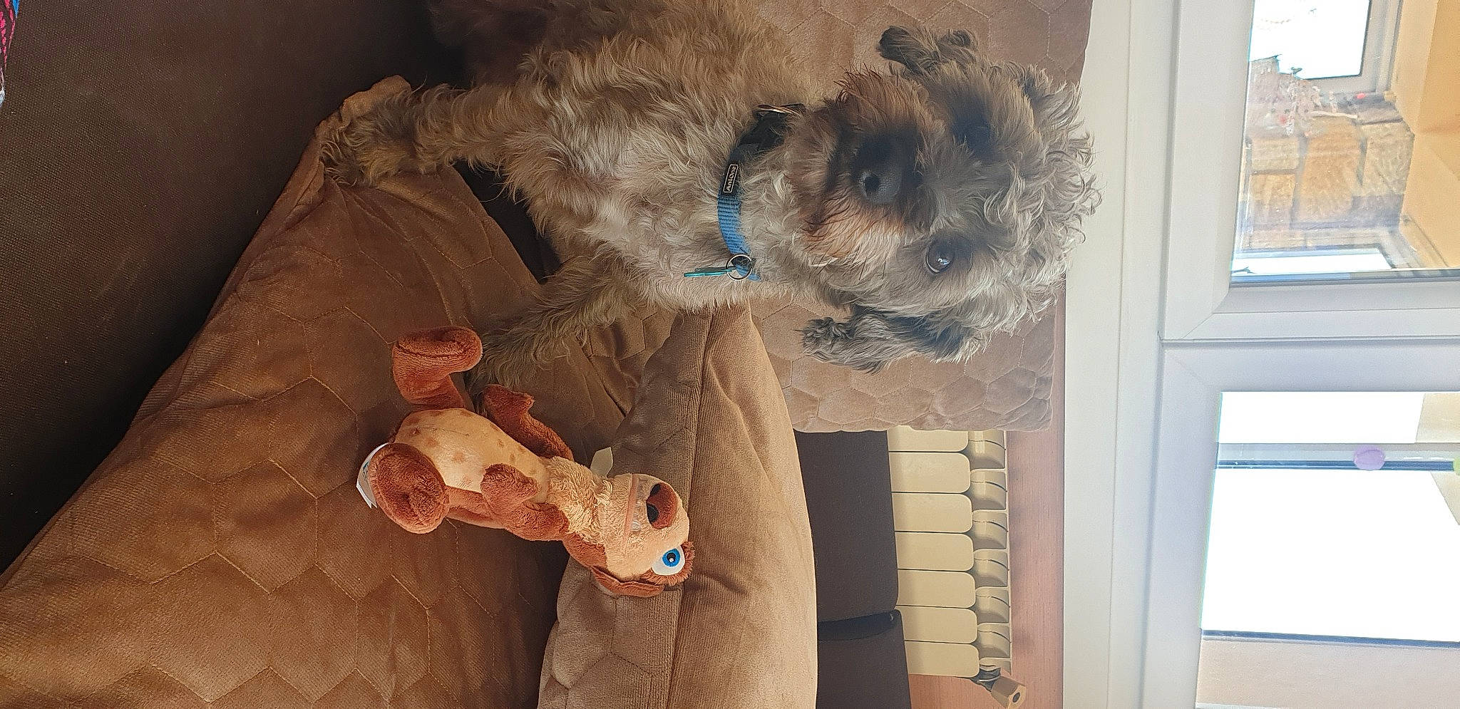 Bounty a rejoint le concours — aidez-le/la à gagner de superbes lots ! canidae, carnivore, cockapoo, dog, dog_breed, goldendoodle, labradoodle, miniature_poodle, morkie, non_sporting_group, poodle, puppy, stuffed_toy, toy_dog, toy_poodle