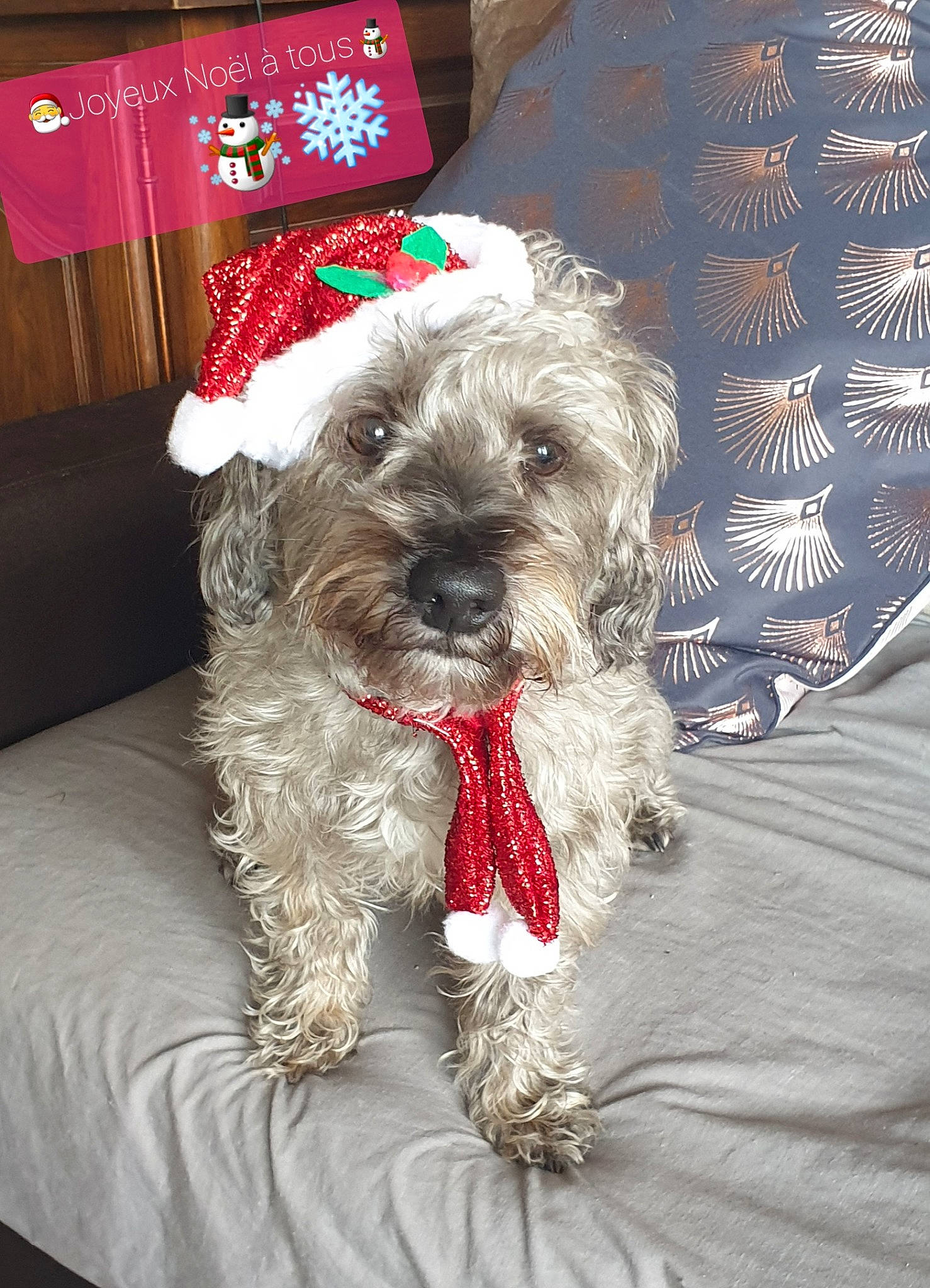 Bounty a rejoint le concours — aidez-le/la à gagner de superbes lots ! bolonka, canidae, carnivore, cockapoo, companion_dog, dog, dog_breed, glen_of_imaal_terrier, irish_soft_coated_wheaten_terrier, mammal, miniature_schnauzer, poodle_crossbreed, rare_breed_dog, schnoodle, small_terrier, sporting_group, sporting_lucas_terrier, terrier, toy_poodle, vertebrate