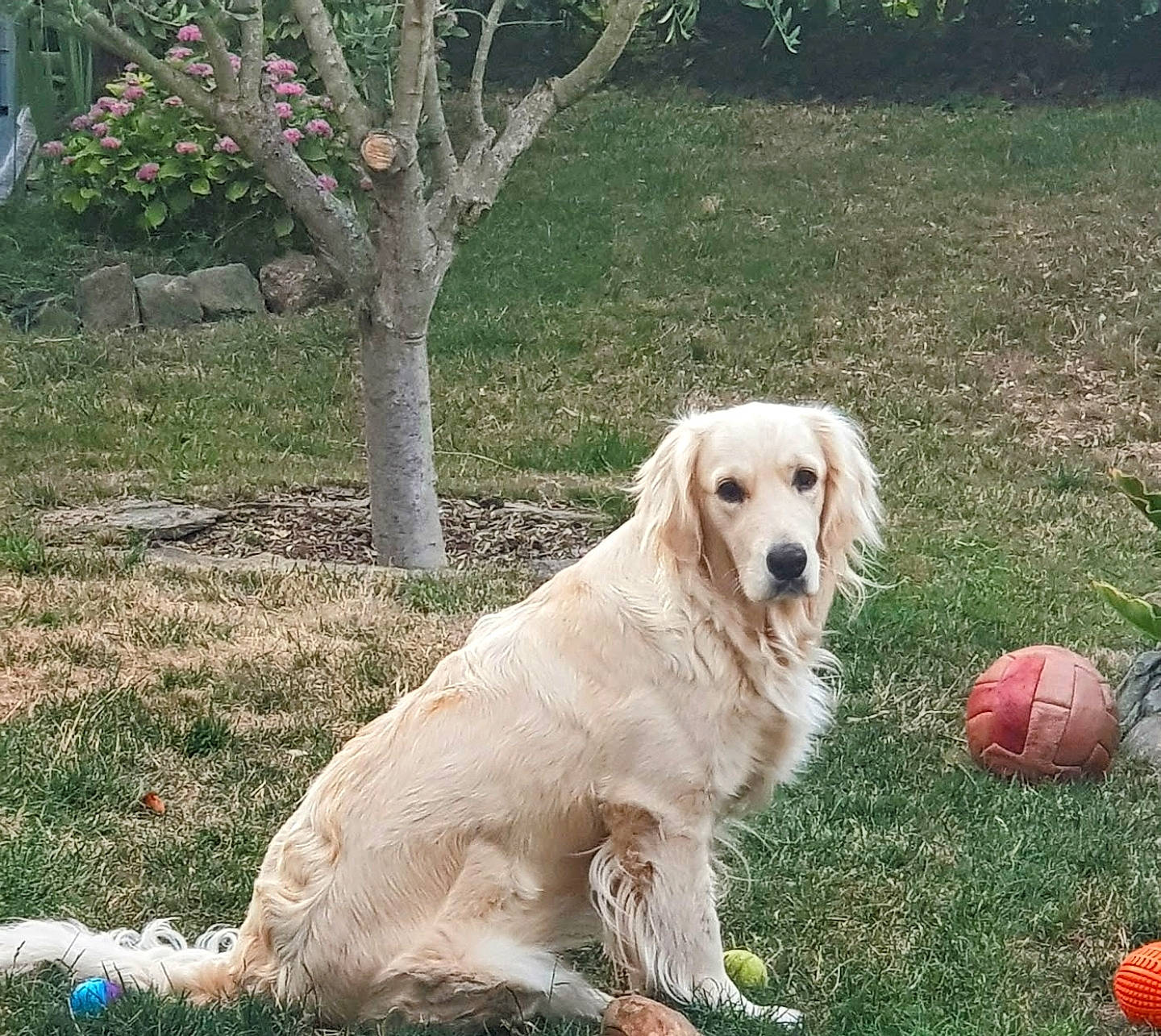 Rouchka participe au concours pour gagner de l'argent avec cette photo : ball, canidae, carnivore, companion_dog, dog, dog_breed, fawn, golden_retriever, grass, gun_dog, labrador_retriever, plant, sporting_group, tail, tree, working_animal, working_dog, yard