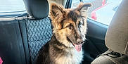 Duke joined the competition — help win amazing prizes! animal, back_seat, canine, car_interior, dog, domestic_animal, ears, fur, german_shepherd, happy, pet, puppy, seat, sitting, sunlight, tongue_out, transportation, vehicle, window, young