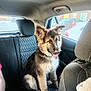 Duke joined the competition — help win amazing prizes! dog, puppy, german_shepherd, car_interior, back_seat, seat, window, sunlight, tongue_out, happy, pet, animal, fur, ears, sitting, transportation, vehicle, domestic_animal, canine, young