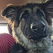 Duke is registered to the contest to win money with this photo: animal, car_seat, close_up, companion, curious, cute, dog, ears, eyes, fluffy, fur, german_shepherd, indoor, nose, pet, portrait, puppy, seatbelt, window, young