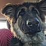 animal, car_seat, close_up, companion, curious, cute, dog, ears, eyes, fluffy, fur, german_shepherd, indoor, nose, pet, portrait, puppy, seatbelt, window, young
