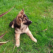 Duke joined the competition — help win amazing prizes! dog, puppy, german_shepherd, grass, outdoor, pet, canine, animal, fur, nature, young, laying_down, alert, ears_up, greenery, mammal, cute, daylight, leash, side_view