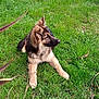 dog, puppy, german_shepherd, grass, outdoor, pet, canine, animal, fur, nature, young, laying_down, alert, ears_up, greenery, mammal, cute, daylight, leash, side_view