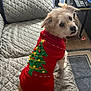 dog, pet, christmas_sweater, red_sweater, christmas_tree_design, quilted_couch, indoor, cozy, looking_back, fur, tail, side_table, glass_of_water, remote_controls, carpet, home, cute, festive, small_dog, seated