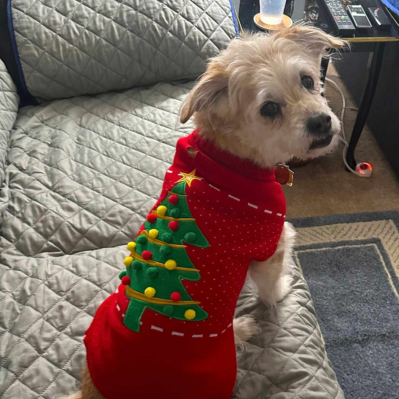 Louie joined the competition — help win amazing prizes! carpet, christmas_sweater, christmas_tree_design, cozy, cute, dog, festive, fur, glass_of_water, home, indoor, looking_back, pet, quilted_couch, red_sweater, remote_controls, seated, side_table, small_dog, tail