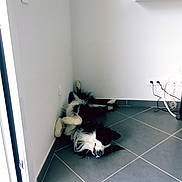 Neivy a rejoint le concours — aidez-le/la à gagner de superbes lots ! dog, black_and_white, border_collie, lying_down, upside_down, relaxing, tile_floor, corner, indoor, pet, playful, fur, paw, mouth_open, ears, home, wall, power_outlet, cable, door