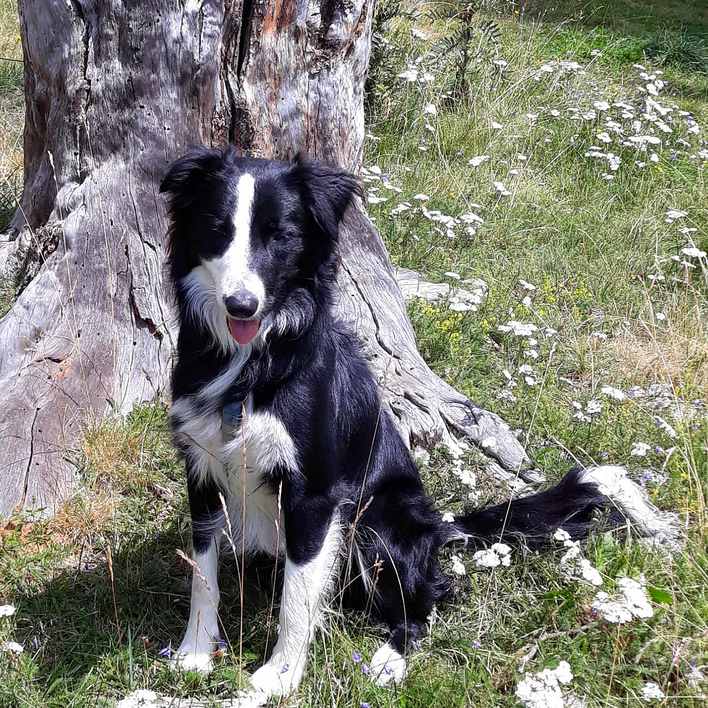 Neivy a rejoint le concours — aidez-le/la à gagner de superbes lots ! animal, black_and_white, border_collie, canine, companion, dog, flora, grass, greenery, happy, nature, outdoor, park, pet, sitting, summer, sunlight, tongue_out, tree_stump, wildflowers