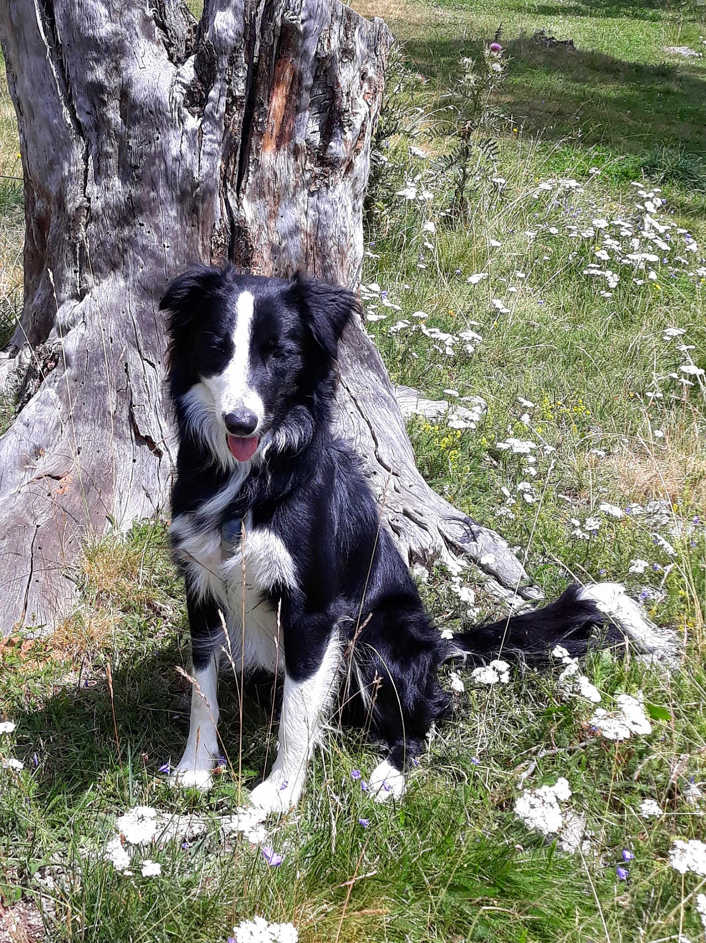 Neivy a rejoint le concours — aidez-le/la à gagner de superbes lots ! dog, black_and_white, border_collie, tree_stump, grass, wildflowers, outdoor, sunlight, nature, pet, sitting, tongue_out, animal, canine, summer, greenery, flora, park, happy, companion