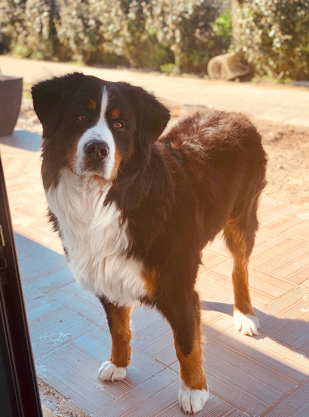 Isko participe au concours pour gagner de l'argent avec cette photo : australian_shepherd, bernese_mountain_dog, canidae, carnivore, companion_dog, dog, dog_breed, english_shepherd, fawn, mammal, moscow_watchdog, rare_breed_dog, snout, sporting_group, st_bernard, vertebrate, working_dog