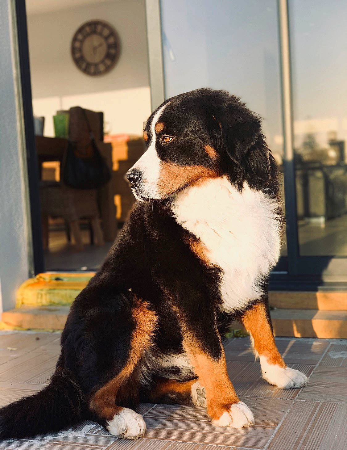 Isko a rejoint le concours — aidez-le/la à gagner de superbes lots ! appenzeller_sennenhund, bernese_mountain_dog, canidae, carnivore, companion_dog, dog, dog_breed, english_shepherd, entlebucher_mountain_dog, giant_dog_breed, greater_swiss_mountain_dog, mammal, rare_breed_dog, snout, sporting_group, vertebrate, working_dog