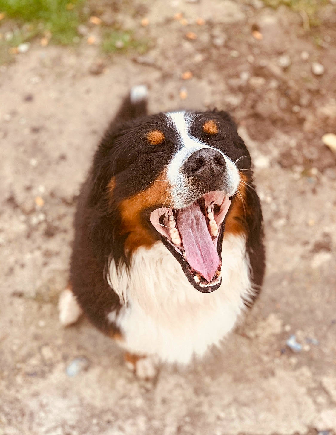 Isko participe au concours pour gagner de l'argent avec cette photo : australian_collie, australian_shepherd, bernese_mountain_dog, canidae, carnivore, dog, dog_breed, english_shepherd, herding_dog, mammal, rare_breed_dog, snout, vertebrate, welsh_sheepdog, working_dog