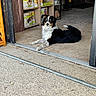 dog, indoor, sitting, tile_floor, shelf, pet_products, box, doorway, black_and_white, relaxed, guarding, store, animal, looking, fur, ears, tail, light, shadow, quiet