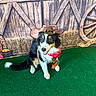 dog, cowboy_hat, bandana, green_turf, barn_backdrop, hay, wagon_wheel, black_and_white_dog, brown_dog, pet, animal, costume, portrait, sitting, happy, outdoor_scene, decor, leather_strap, smiling, playful
