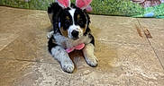 Baya participe au concours pour gagner de l'argent avec cette photo : puppy, dog, bunny_ears, pink, bow_tie, tile_floor, easter, decorations, flowers, eggs, background, cute, pet, indoor, festive, spring, animal, costume, black_and_white, lying_down
