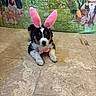 puppy, dog, bunny_ears, pink, bow_tie, tile_floor, easter, decorations, flowers, eggs, background, cute, pet, indoor, festive, spring, animal, costume, black_and_white, lying_down