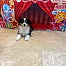 puppy, dog, animal, circus, backdrop, cartoon, elephant, lion, stars, red_curtains, floor, tile, indoor, cute, pet, young, fluffy, colorful, playful, stage