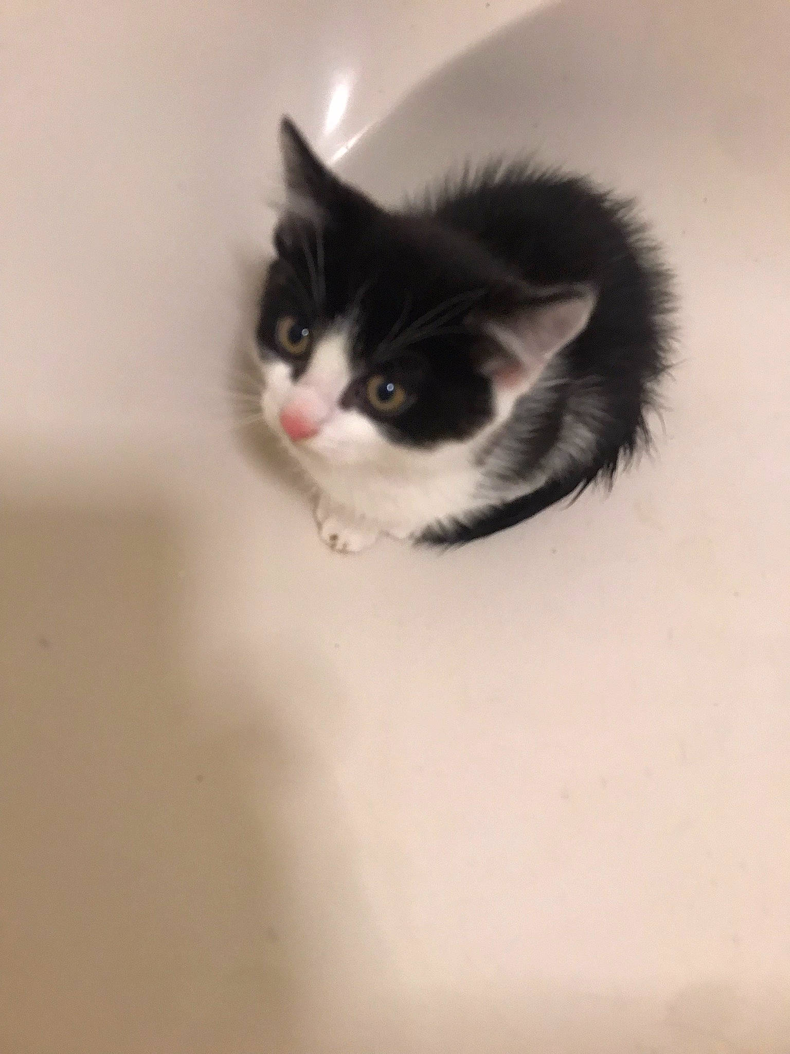 Stitch is registered to the contest to win money with this photo: carnivore, cat, domestic_short_haired_cat, eye, felidae, fur, head, human_body, iris, monochrome, monochrome_photography, paw, small_to_medium_sized_cats, snout, stairs, tail, tree, whiskers, window, wood