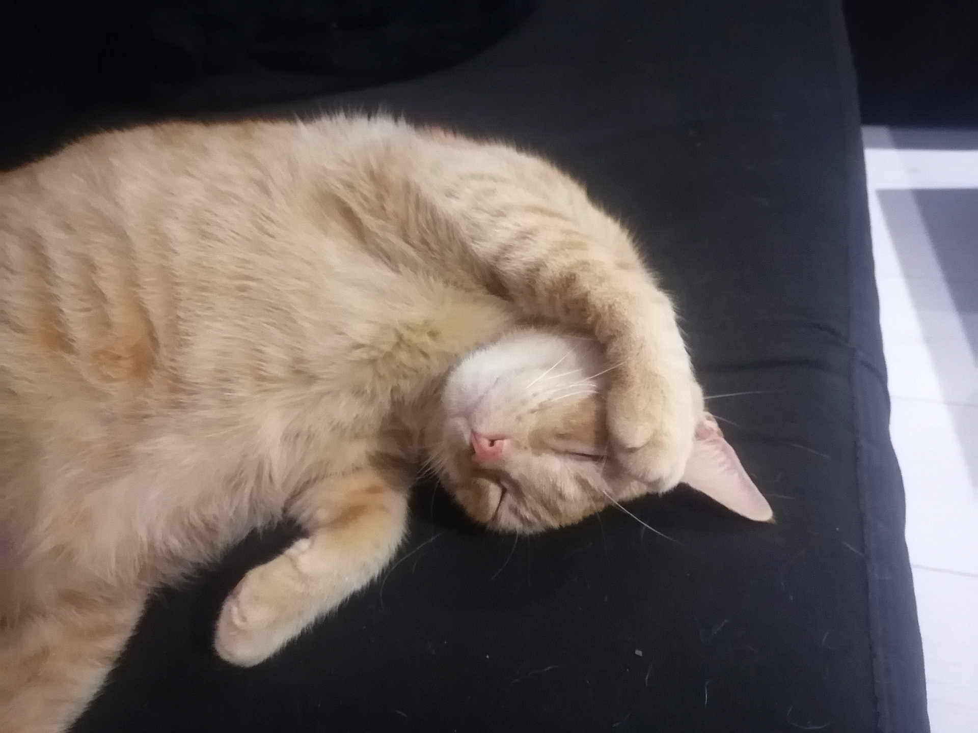 Garfield participe au concours pour gagner de l'argent avec cette photo : cat, ginger_cat, sleeping, paw, fur, pet, domestic_animal, relaxing, indoor, cozy, cute, mammal, whiskers, animal, feline, resting, black_background, soft, closeup, nap