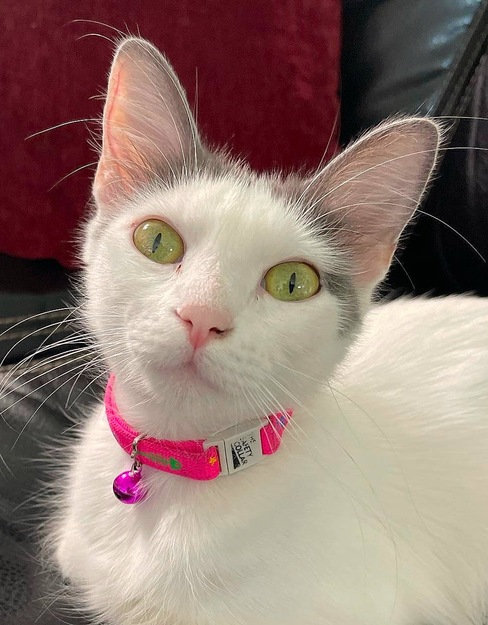 Gypsy is registered to the contest to win money with this photo: carnivore, cat, collar, dog_collar, domestic_short_haired_cat, fashion_accessory, felidae, fur, iris, paw, petal, small_to_medium_sized_cats, snout, tail, whiskers