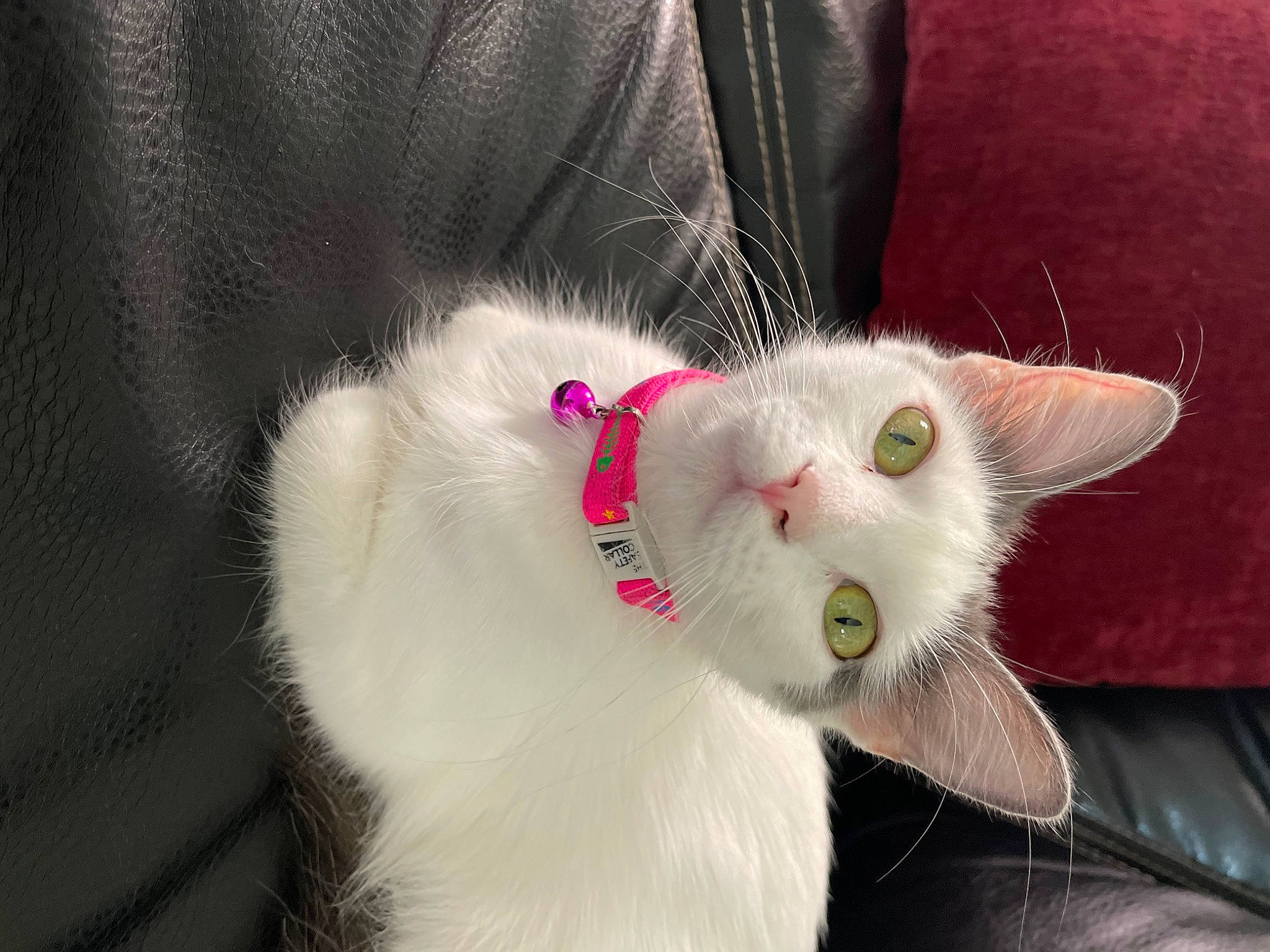 Gypsy is registered to the contest to win money with this photo: carnivore, cat, claw, collar, comfort, domestic_short_haired_cat, felidae, fur, paw, small_to_medium_sized_cats, snout, tail, whiskers