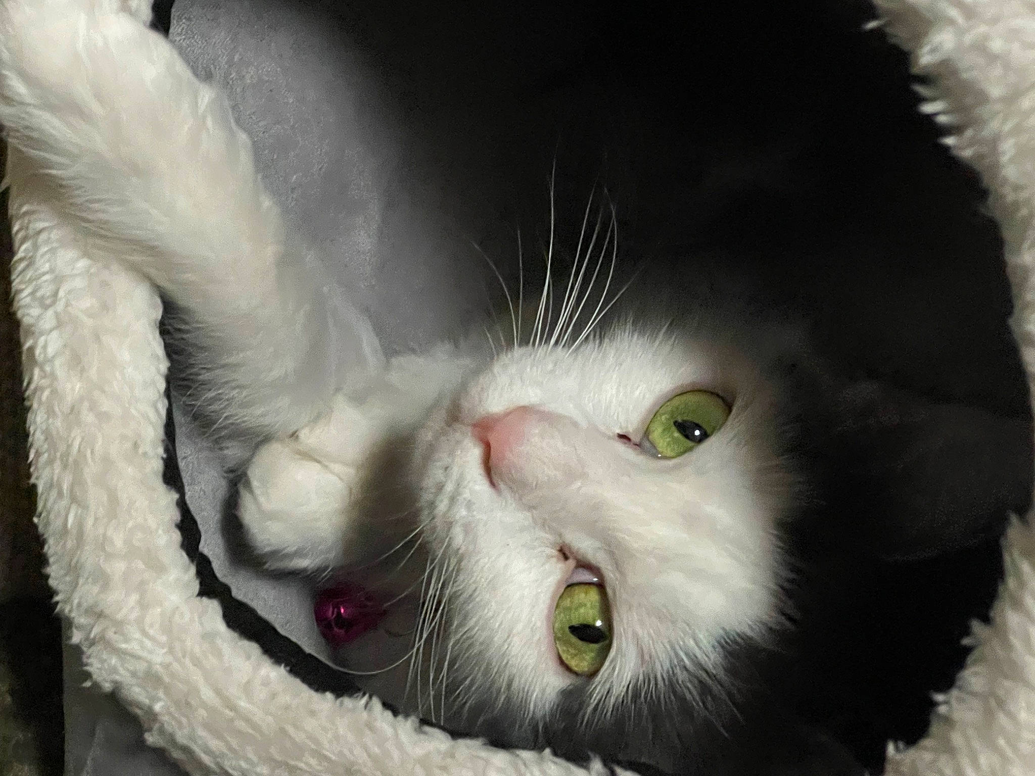 Gypsy joined the competition — help win amazing prizes! carnivore, cat, close_up, domestic_short_haired_cat, ear, eye, eyelash, fang, felidae, fur, head, jaw, paw, photo_caption, plant, small_to_medium_sized_cats, snout, tooth, whiskers, yawn