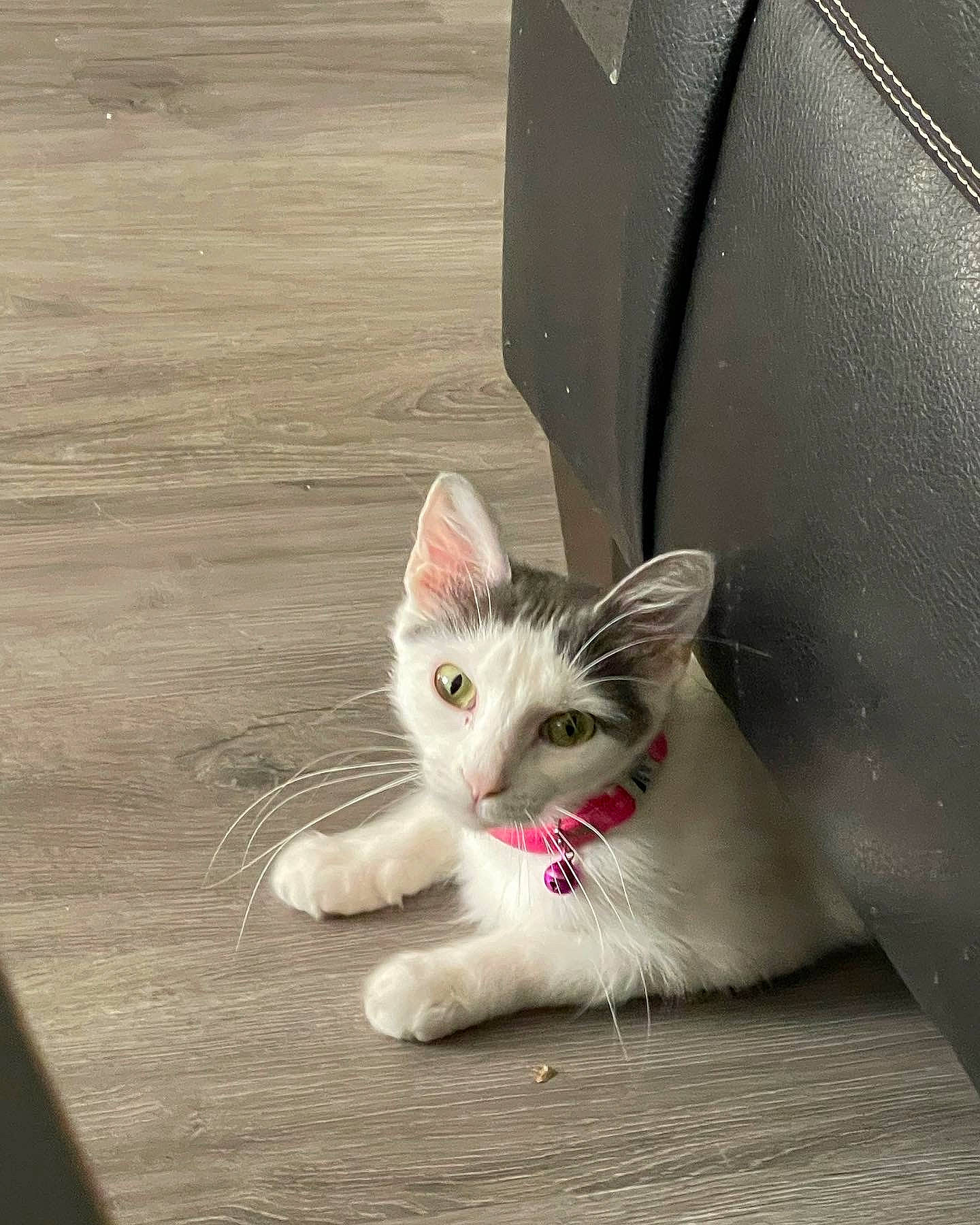 Gypsy is registered to the contest to win money with this photo: carnivore, cat, claw, comfort, domestic_short_haired_cat, felidae, flooring, foot, fur, hardwood, human_leg, paw, photo_caption, sitting, small_to_medium_sized_cats, tail, vehicle_registration_plate, whiskers, wood