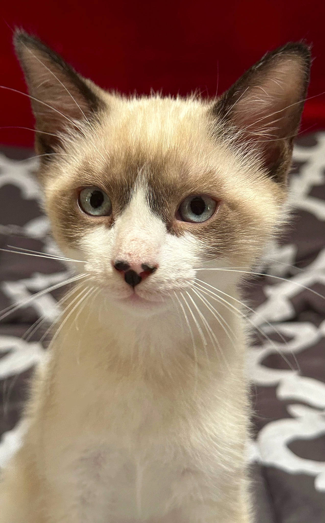 Zora joined the competition — help win amazing prizes! carnivore, cat, domestic_short_haired_cat, fawn, felidae, fur, no_expression, paw, small_to_medium_sized_cats, snout, terrestrial_animal, whiskers