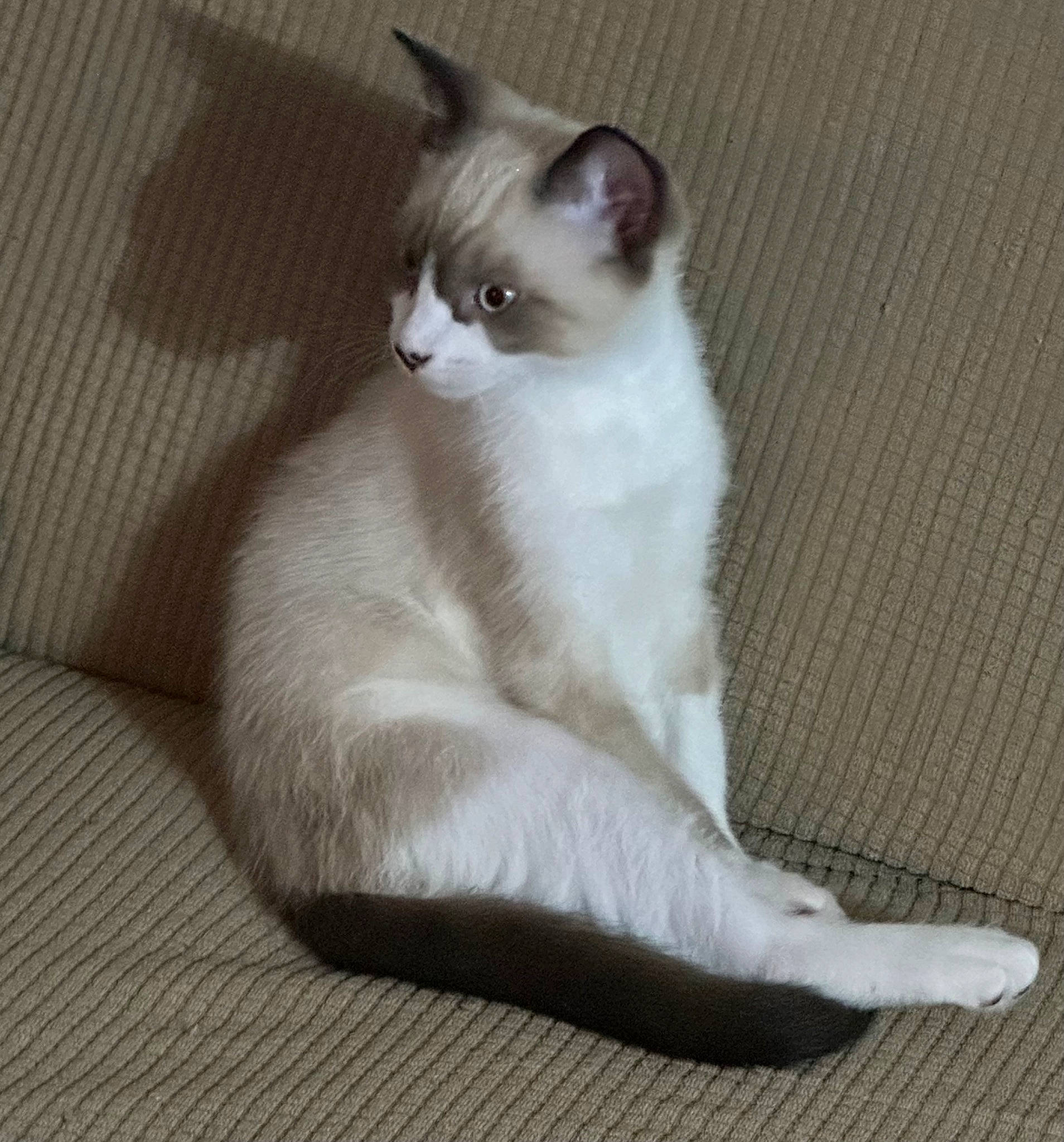 Zora joined the competition — help win amazing prizes! balinese, carnivore, cat, claw, comfort, domestic_short_haired_cat, eye, fawn, felidae, flooring, foot, fur, grey, hardwood, paw, sitting, small_to_medium_sized_cats, snout, tail, whiskers