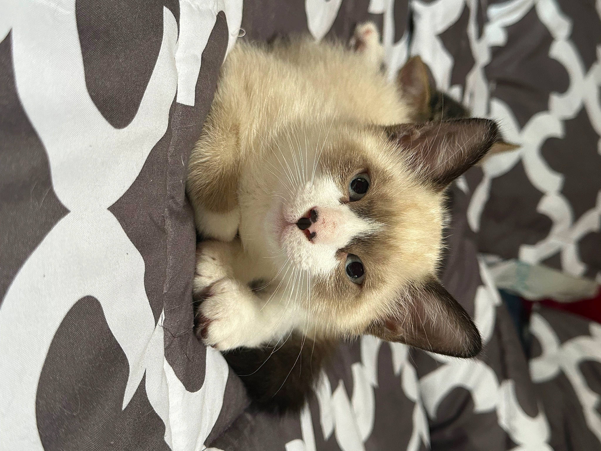 Zora is registered to the contest to win money with this photo: canidae, carnivore, cat, claw, dog_breed, domestic_short_haired_cat, eye, fang, fawn, felidae, fur, paw, plant, small_to_medium_sized_cats, snout, tail, terrestrial_animal, tree, whiskers, wildlife