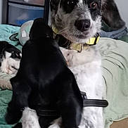 Tchoupie participe au concours pour gagner de l'argent avec cette photo : dog, black_dog, white_dog, yellow_collar, bed, blanket, indoor, floor, furniture, playful, pet, animal, canine, resting_dog, curious, interaction, paw, collar, expression, room