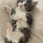 Baya a rejoint le concours — aidez-le/la à gagner de superbes lots ! kitten, cat, pet, animal, fluffy, gray_and_white, blue_eyes, long_hair, paws, whiskers, pink_nose, lying_down, playful, cute, adorable, indoors, blanket, cozy, portrait, close_up