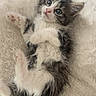kitten, cat, pet, animal, fluffy, gray_and_white, blue_eyes, long_hair, paws, whiskers, pink_nose, lying_down, playful, cute, adorable, indoors, blanket, cozy, portrait, close_up