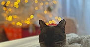Younah participe au concours pour gagner de l'argent avec cette photo : cat, siamese_cat, pet, animal, indoor, blanket, cozy, christmas_tree, holiday_lights, bokeh, soft_lighting, relaxing, feline, whiskers, fur, closeup, resting, warm_colors, decor, window