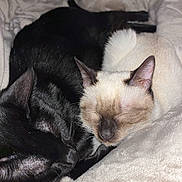 Younah a rejoint le concours — aidez-le/la à gagner de superbes lots ! cat, cats, black_cat, cream_cat, sleeping, cozy, blanket, fur, pets, animal, nap, cute, domestic_cat, relaxation, indoor, soft, snuggling, resting, feline, companions