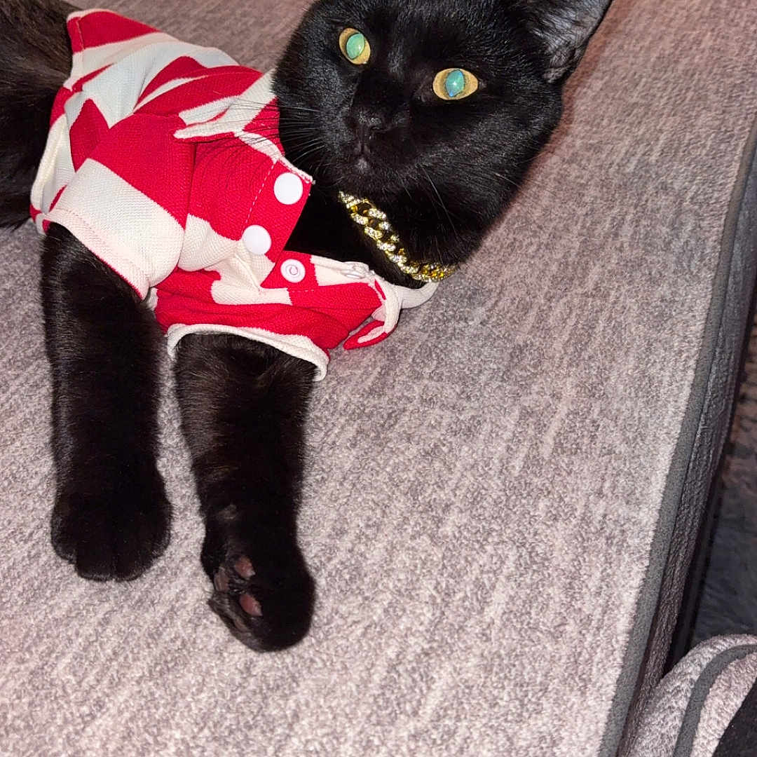 Kodak joined the competition — help win amazing prizes! accessories, animal, architecture, blackcat, building, cat, chair, couch, cushion, furniture, hardwood, homedecor, indoors, interiordesign, kitten, livingroom, manx, pet, strap, wood
