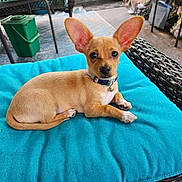 Lyela is registered to the contest to win money with this photo: puppy, dog, small_dog, tan, ears, cushion, blue_cushion, wicker_furniture, outdoor, pet, collar, bell, floor, table, chair, relaxed, cute, animal, domestic_animal, resting