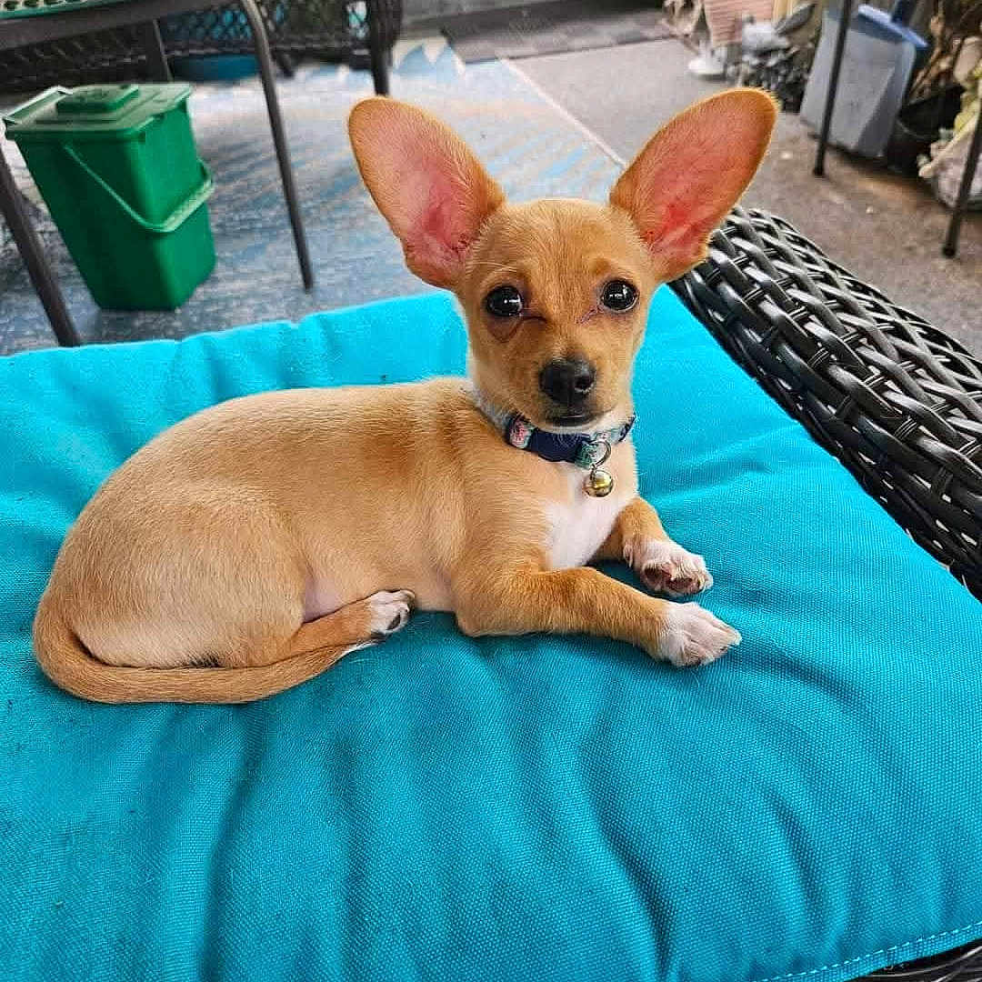 Lyela is registered to the contest to win money with this photo: animal, bell, blue_cushion, chair, collar, cushion, cute, dog, domestic_animal, ears, floor, outdoor, pet, puppy, relaxed, resting, small_dog, table, tan, wicker_furniture