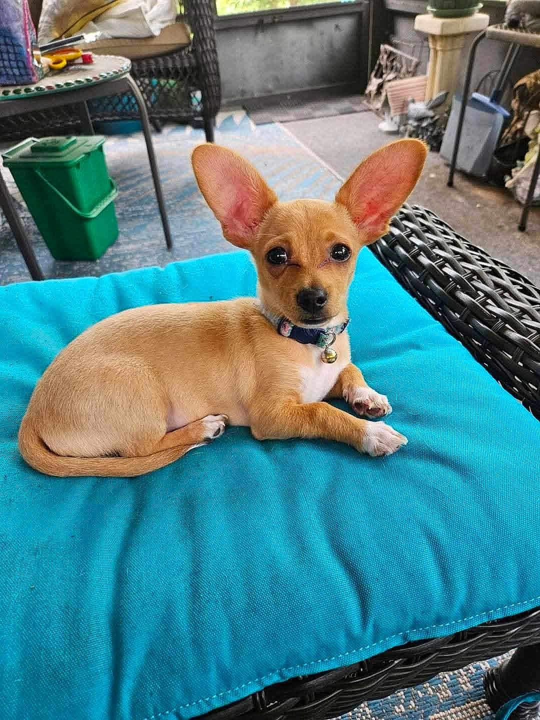 Lyela is registered to the contest to win money with this photo: puppy, dog, small_dog, tan, ears, cushion, blue_cushion, wicker_furniture, outdoor, pet, collar, bell, floor, table, chair, relaxed, cute, animal, domestic_animal, resting