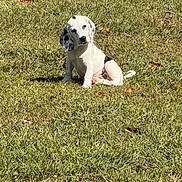 Droopy is registered to the contest to win money with this photo: puppy, dog, grass, outdoor, sunlight, pet, animal, young, cute, sitting, nature, playful, head_tilt, spotted, white, black, canine, fur, adorable, daytime