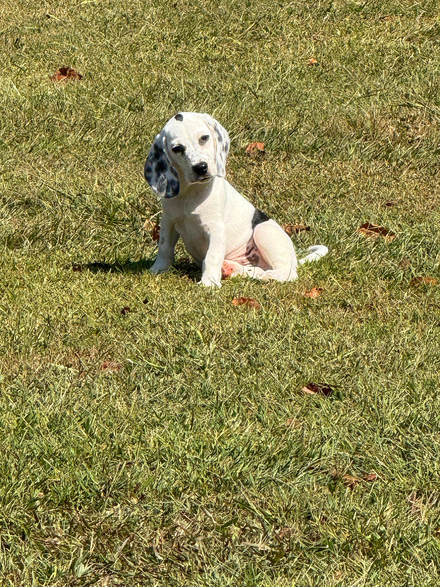 Droopy