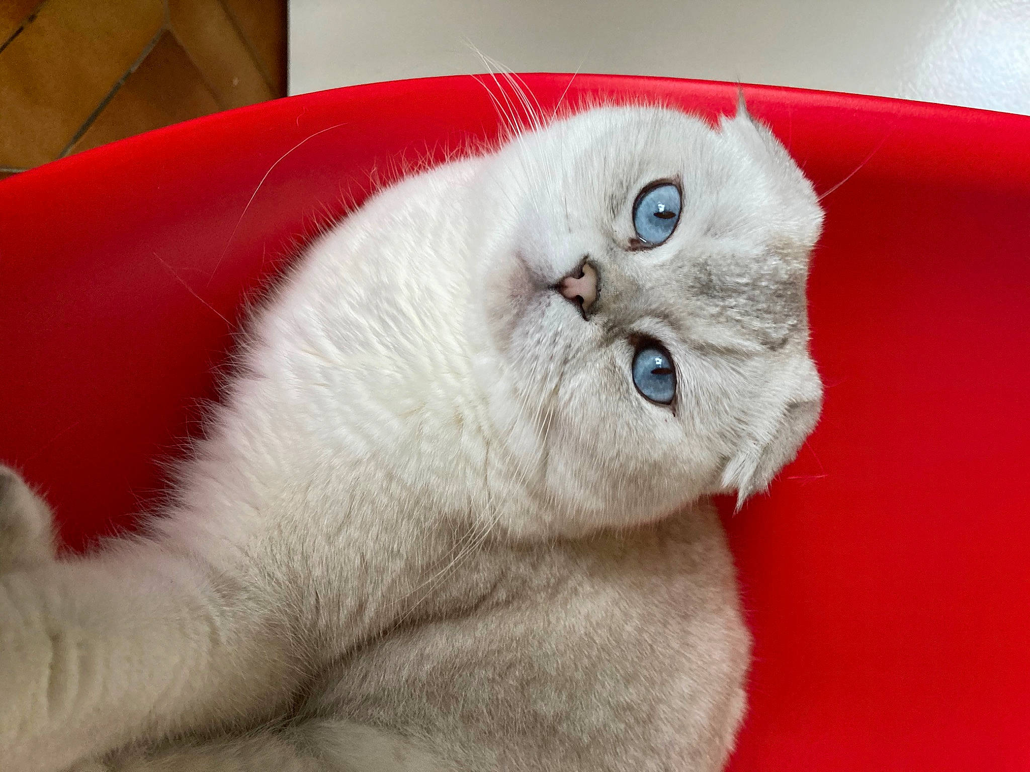 Pitch participe au concours pour gagner de l'argent avec cette photo : carnivore, cat, cat_supply, claw, collar, comfort, domestic_short_haired_cat, ear, fang, fawn, felidae, fur, paw, pet_supply, photo_caption, small_to_medium_sized_cats, snout, tail, terrestrial_animal, whiskers