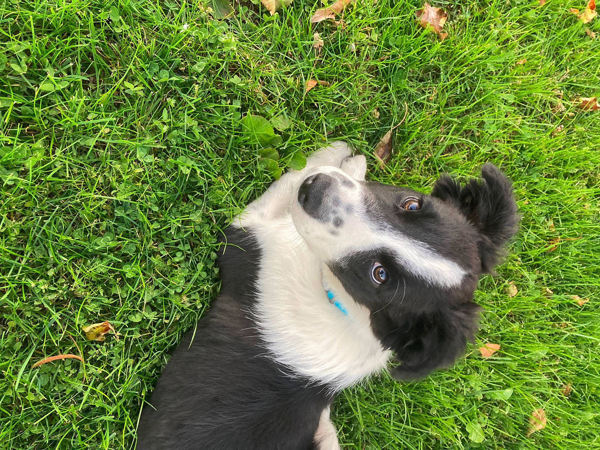 Spot participe au concours pour gagner de l'argent avec cette photo : canidae, carnivore, companion_dog, dog, dog_breed, fur, grass, grassland, groundcover, herding_dog, lawn, non_sporting_group, plant, snout, sporting_group, terrestrial_animal, whiskers, working_animal, working_dog