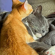 Sox And Milo joined the competition — help win amazing prizes! cat, orange_cat, gray_cat, sleeping, cuddling, pets, feline, cozy, blanket, indoor, close_up, whiskers, paws, ears, fur, resting, affection, cute, animal, companion