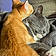 Sox And Milo