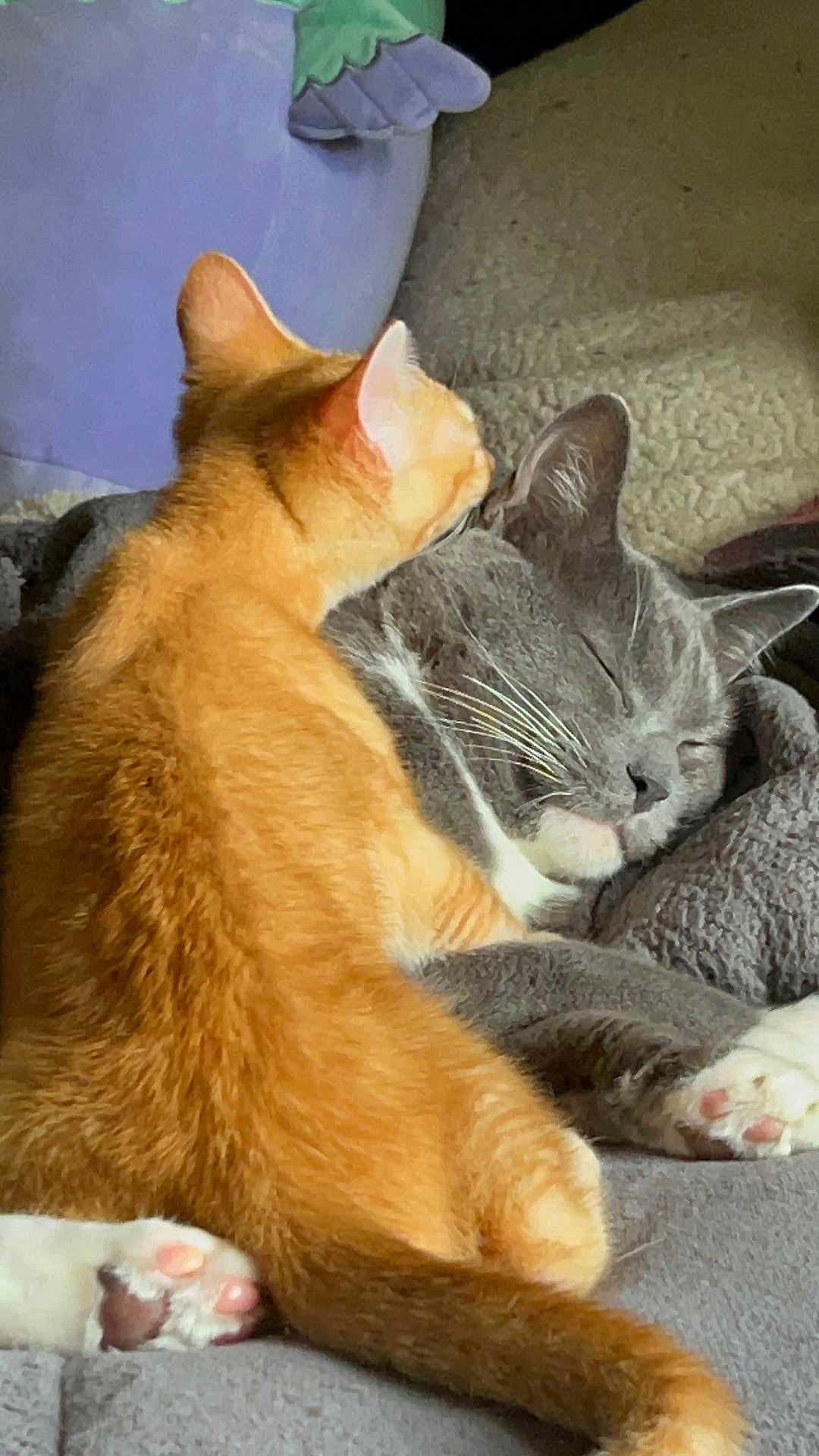 Sox And Milo