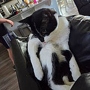 Kitty is registered to the contest to win money with this photo: cat, black_and_white_cat, indoor, living_room, couch, leather_couch, person, kitchen, counter, floor, furniture, relaxed, pet, animal, domestic, home, casual_clothing, curious, seated, tongue_out