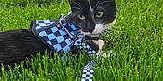Kitty is registered to the contest to win money with this photo: cat, black_and_white, grass, outdoor, pet, leash, harness, greenery, nature, animal, feline, closeup, young_cat, alert, domestic_cat, whiskers, ears, fur, playful, summer